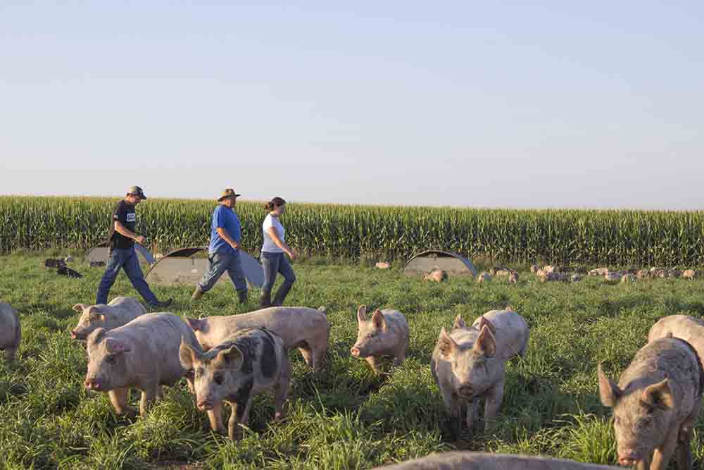 GMRS Two-Way Radios-Farm Efficiency Solutions