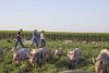 GMRS Two-Way Radios-Farm Efficiency Solutions