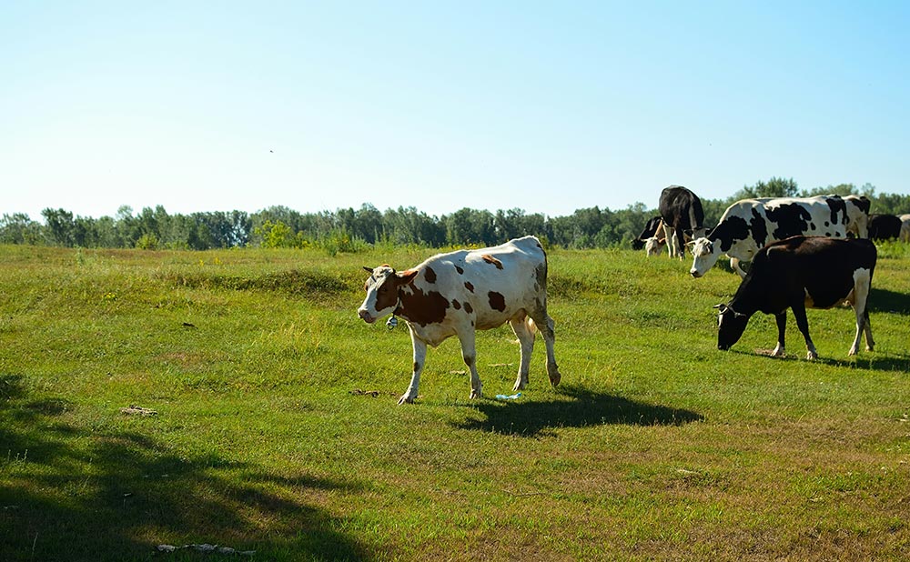 Female Farmer Spotlight: Laura Jackson’s Story of Family, Farming, and Reliable Communication