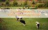 How Retevis RT97S Repeater Transforms Remote Farming Operations