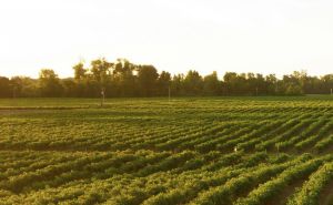 Why a 25Watt Repeater is Perfect for Farms with Large Acreage doloremque