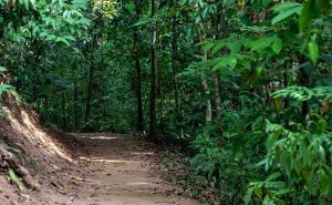 Portable DMR Radio Signal Range in Dense Jungle Environments doloremque