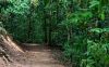 Portable DMR Radio Signal Range in Dense Jungle Environments