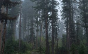 How to Use DMR 2 Way Radio in Dense Forests doloremque