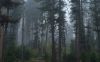 How to Use DMR 2 Way Radio in Dense Forests