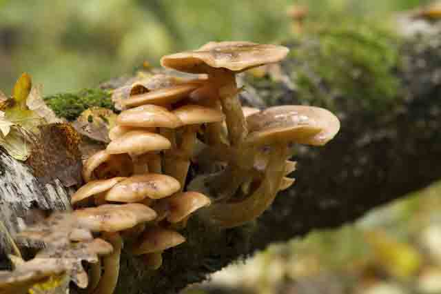 mushroom