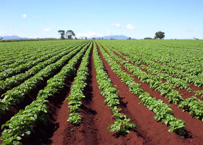 potato farm
