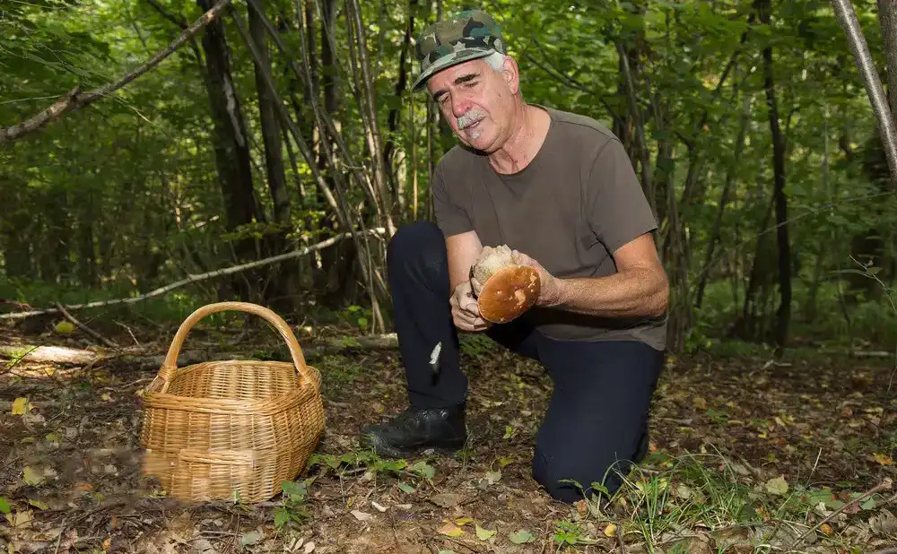 5 tips of Mushroom hunting